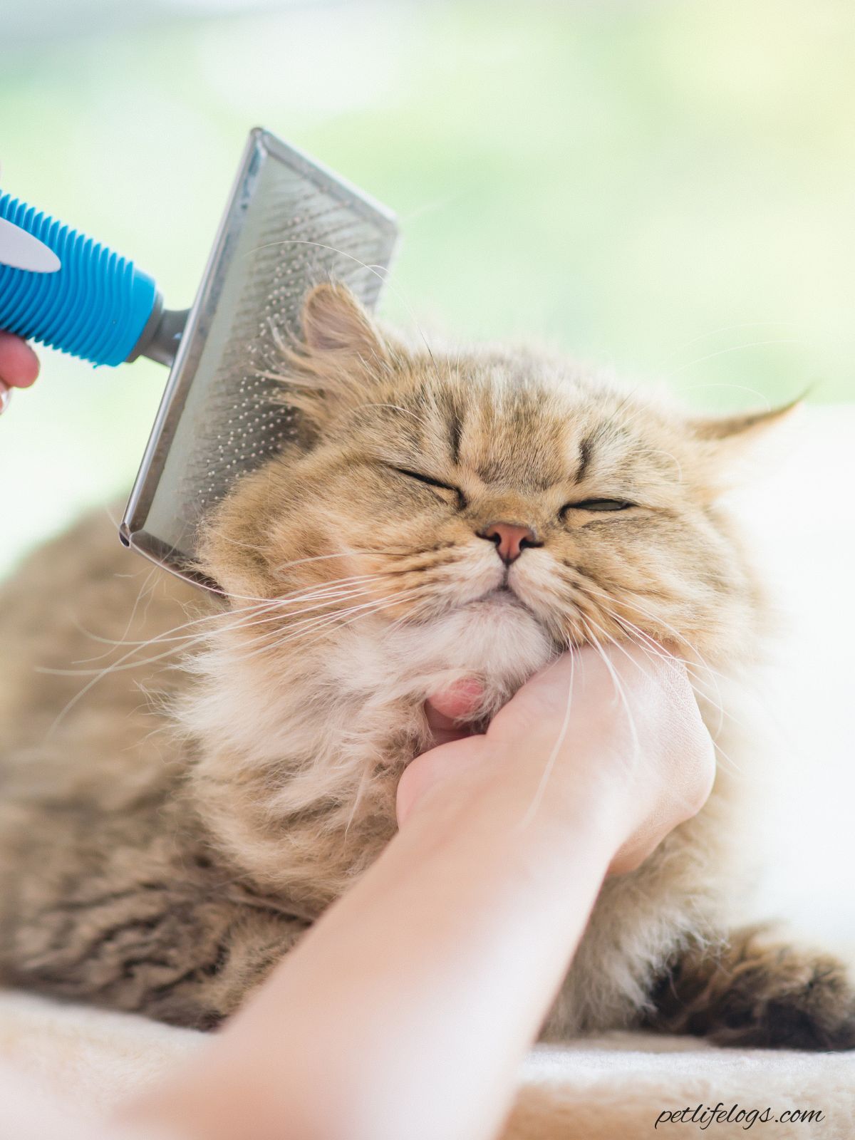 Cat Care