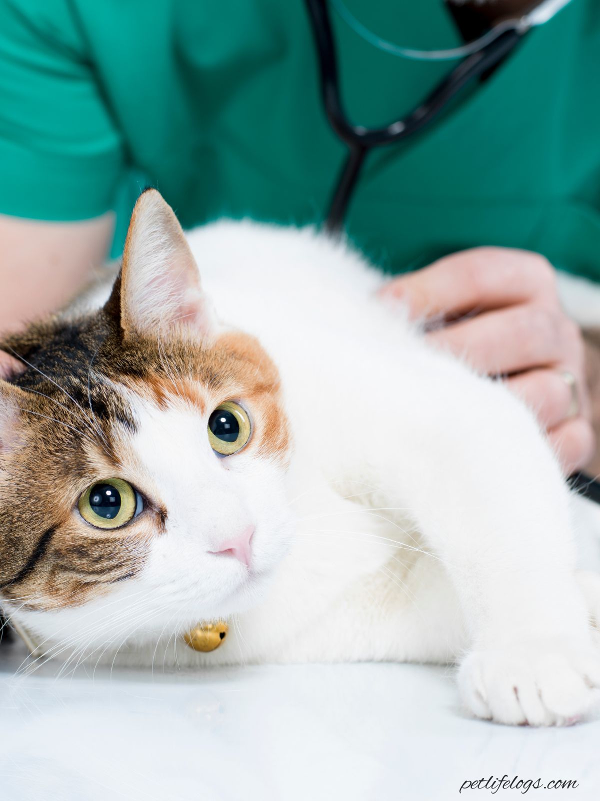 Pet Care